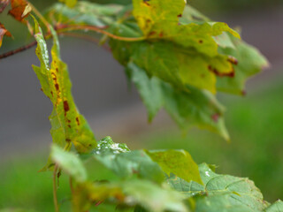 green maple leaves close-up. early autumn. nature begins to fall asleep.