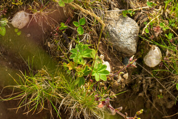 Countryside meadow grass and wild field flowers