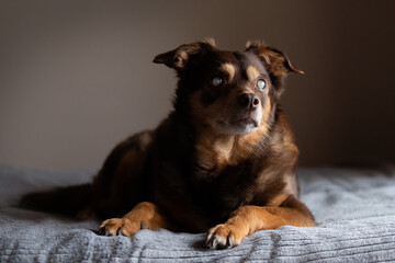 Portrait of a blind diabetic dog relaxed on the bed