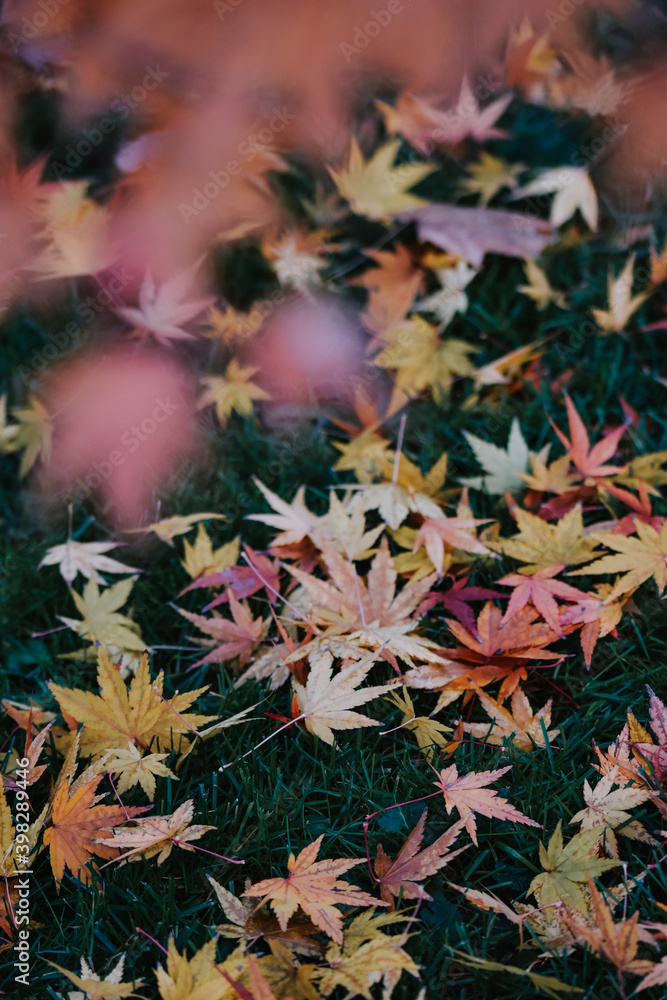 Wall mural Top view shot of fallen autumn leaves on the grass