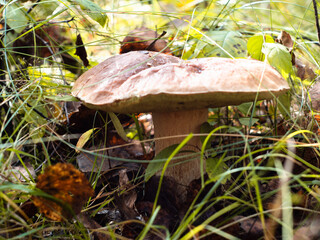 white mushroom in a clearing in the forest. search for mushrooms in the forest. hobby - quiet hunting