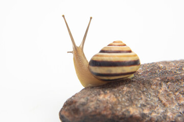 Helix pomatia. snail climbs from stone. mollusc and invertebrate. delicacy meat and gourmet food.