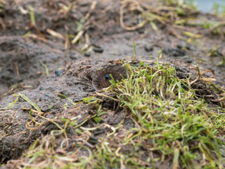 Water Vole on a Bank by Water
