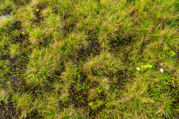 Countryside meadow grass and wild field flowers