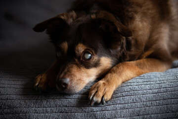 Portrait of a blind diabetic dog relaxed on the bed