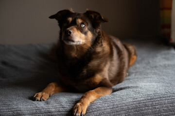 Portrait of a diabetic dog relaxed on the bed