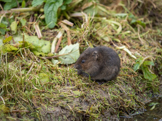Water Vole on a Bank by Water