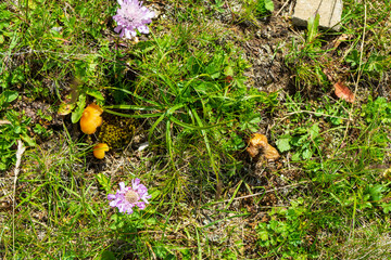 Countryside meadow grass and wild field flowers