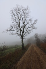 Rural dirt road on a foggy cold november day.