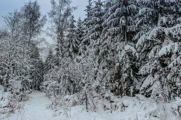 Forest path with fresh snow. Beautiful snowy trees. Cold winter day in countryside. Frozen trees. Christmas holiday scenery.White winter landscape. Splendid outdoor Xmas scene.Active day outdoor.