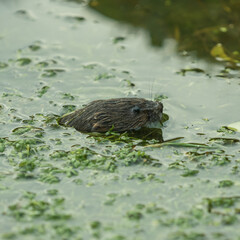 Water Vole Swimming in Water