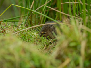 Water Vole on a Bank by Water