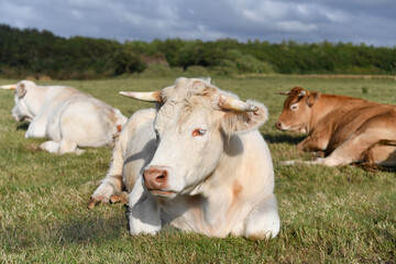 Alpine beige cow resting on the grass