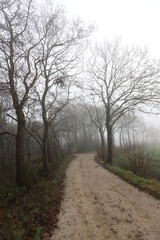 Fototapeta na wymiar Rural Dutch forest road on a foggy autumn day