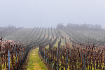curved vineyards with dense fog in the winter