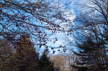 a bunch of long branches with small red berries stretch across a clearing in a forest on a bright and cold winter day