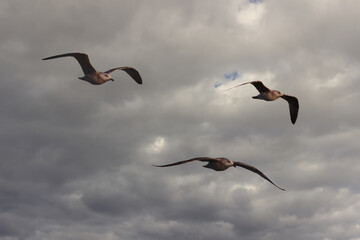 Tres gaviotas argénteas juveniles (Larus argentatus) volando en un cielo nuboso.