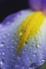 Gotas de agua sobre pétalo de iris morado o lirio. © Alfredo