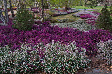 Heather garden in the spa park Oberlaa in Vienna, Austria, Europe

