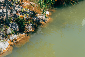 Turtles sunbathing on the shore in tropical Dominican Republic