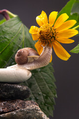 Helix pomatia. snail on a stone pyramid is drawn to the scent of a yellow flower. mollusc and invertebrate. delicacy meat and gourmet food