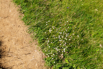 Countryside meadow grass and wild field flowers