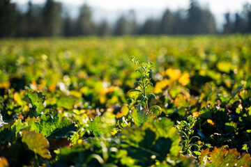 Field with winter fertilization