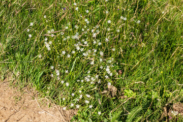 Countryside meadow grass and wild field flowers