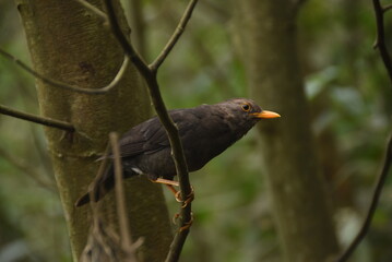 blackbird on a branch