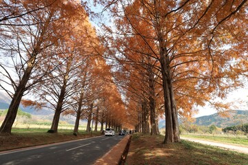 Fototapeta premium メタセコイヤ並木