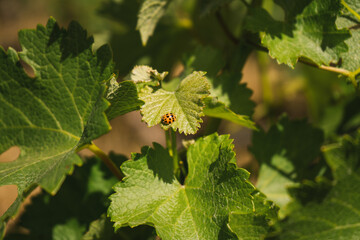 mariquita en cultivo de vid