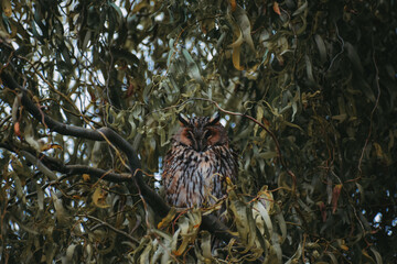 Brown owl perched on a tree branch in a forest