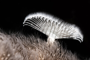 Feather Worm