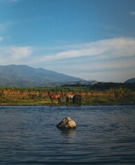 caballos tomando agua