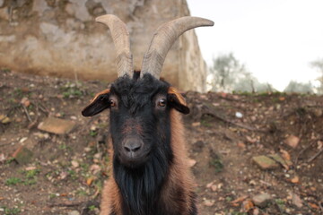 pecore e capre nella campagna toscana
