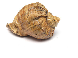 seashell on a white background
