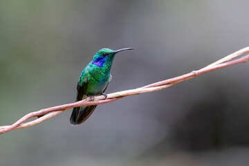 Hummingbird - Green violet-ear Colibri thalassinus)sitting on a branch, San Gerardo del Dota, Savegre, Costa Rica. Action wildlife scene from nature.