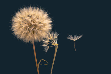 Fototapeta premium Dandelion seeds flying next to a flower on a dark background