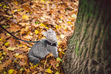 Male cat domestic gray wool stripes young good shape,dressed cat leash harness climbs a tree for hunting bird,attentive focused look and claws are visible, close-up on the outside bright daylight