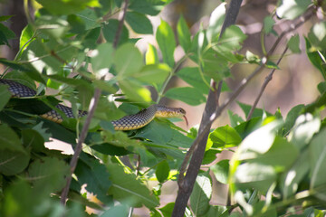 snake dolichophis caspius moves between green tree's branches