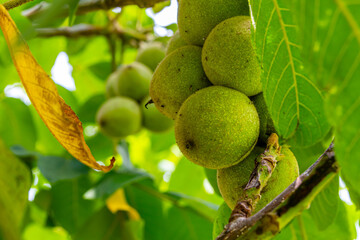 Walnuts 