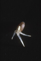 Ein Weizenkorn keimt und wurzelt