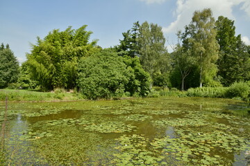 L'étang biologique au milieu de la végétation luxuriante de l'arboretum de Kalmthout au nord d'Anvers