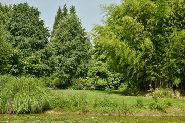 Fototapeta premium L'étang biologique au milieu de la végétation luxuriante de l'arboretum de Kalmthout au nord d'Anvers
