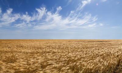 Wheat field with blue sky