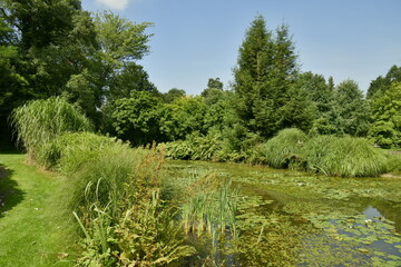 L'étang biologique au milieu de la végétation luxuriante de l'arboretum de Kalmthout au nord d'Anvers