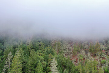 Mysterious forest on a hill covered by fog