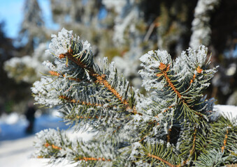 Naklejka na ściany i meble A close-up of a blue spruce branch with needles covered with white snow and hoar frost. Winter frosty weather concept.