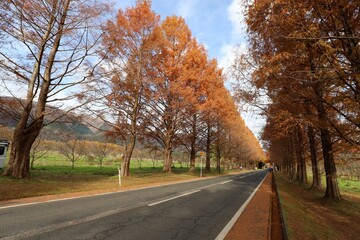 メタセコイヤ並木
