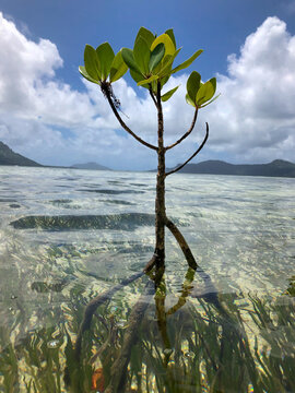 Mangrove